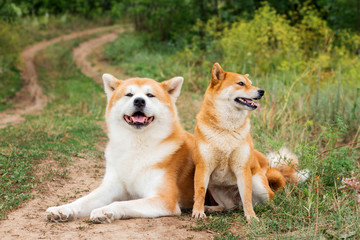 Two Japanese dogs: Akita inu and Shiba inu