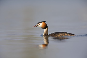A adult great crested grebe (Podiceps cristatus) swimming and foraging in a lake in the Netherlands, in a peaceful environment.