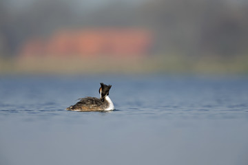 A adult great crested grebe Podiceps cristatus swimming and preening in a lake in the Netherlands