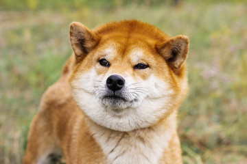 Naklejka na ściany i meble Portrait of a thoroughbred Japanese dog Shiba inu