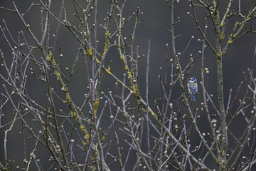 An Eurasian blue tit (Cyanistes caeruleus) perched on a twig on a cold winter day in the Netherlands.