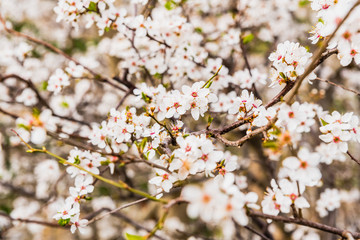 Flowering almond trees during the spring in a Mediterranean city, ideal for a soft background.