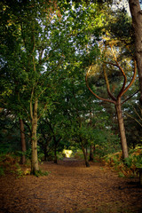 A forest path running through a natural Suffolk woodland. It is filled with lush green vegetation and tall healthy trees