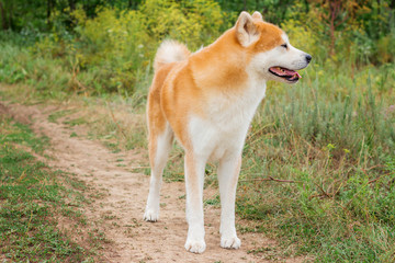 Naklejka na ściany i meble Beautiful male Japanese dog Akita inu