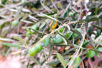 Green olives hanging from the olive tree to make oil.