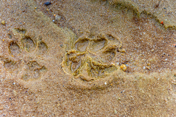 Paw print of a dog in the sand