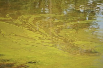 Background texture of polluted water in the pond with green algae and reflection of the trees , looks beautiful , Summer in GA USA.