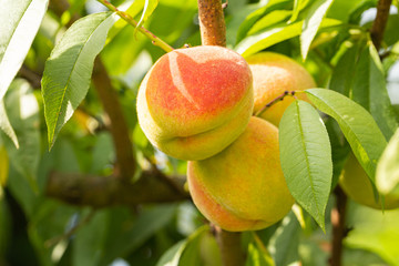 peaches ripening in the sun on trees,