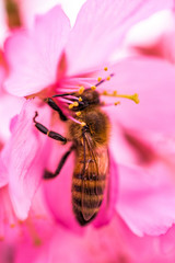 Busy Bee on Pink Orchards