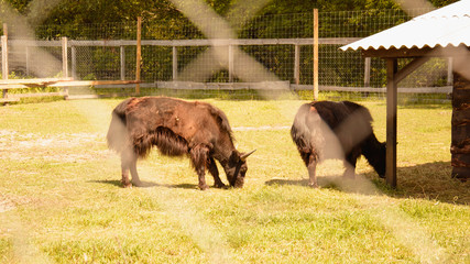 Yaks, cows, herd of cows, big animals, farm, hacienda, milk, travel, vacation, village, herbivores,...