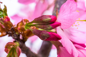 Magenta Colored Blooms 