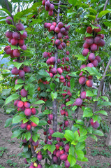 On the branch of the tree are ripe plums