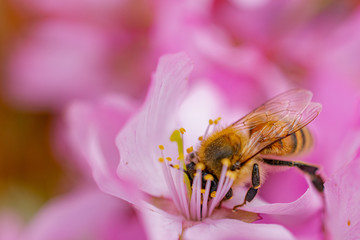 Busy Bee on Pink Orchards