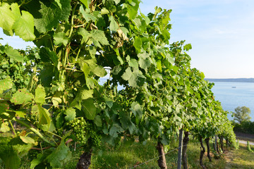 Fototapeta na wymiar Weinbaugebiet Württembergischer Bodensee