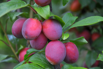 On the branch of the tree are ripe plums