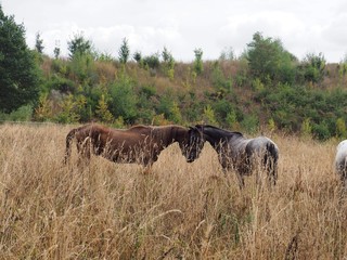 two horses in a field in autum