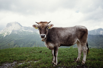 Austrian Calf