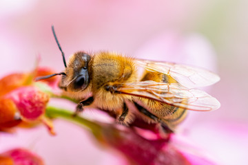 Busy Bee on Pink Orchards