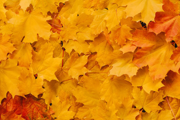 Naklejka na ściany i meble autumn background of orange yellow maple leaves