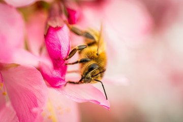 Busy Bee on Pink Orchards