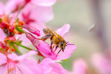 Busy Bee on Pink Orchards