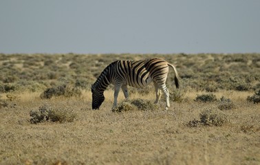 Plakat zebra in etosha