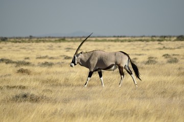 Oryx in Namibia