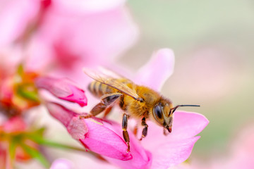 Busy Bee on Pink Orchards
