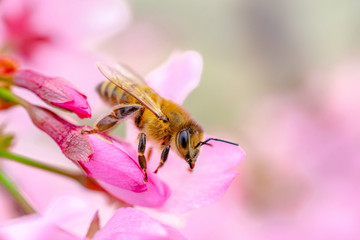 Busy Bee on Pink Orchards