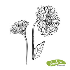 Vector hand drawn monochrome illustration of Gerber Daisy flowers in vintage style. Black and white flowers isolated on white background.