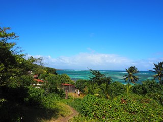 Fototapeta na wymiar landscape with palm trees and blue sky