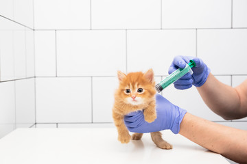 Checkup and treatment of a ginger kitten by a doctor at a vet clinic isolated on white background, vaccination of pet, cat
