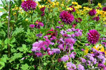 Gartendahlie im Schlosspark Mainau