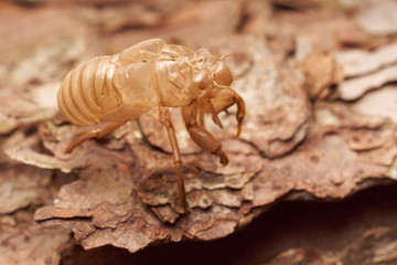 Moulting cicada on tree white background