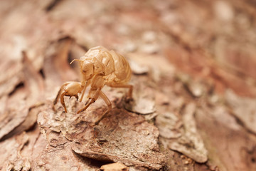 Moulting cicada on tree white background