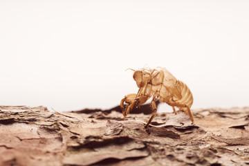Moulting cicada on tree white background