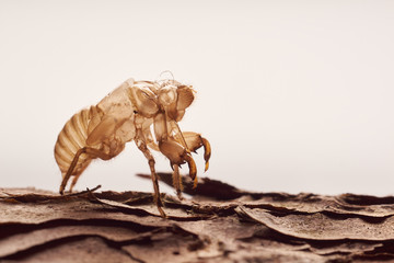 Moulting cicada on tree white background