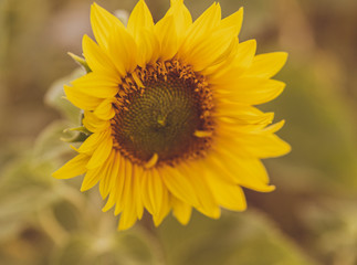 Sonnenblume