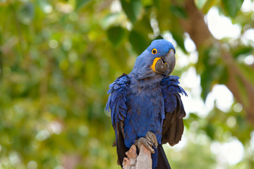 Obraz premium Blue parrot, colorful bird sitting on the branch.