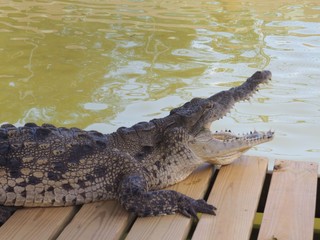 crocodile in water