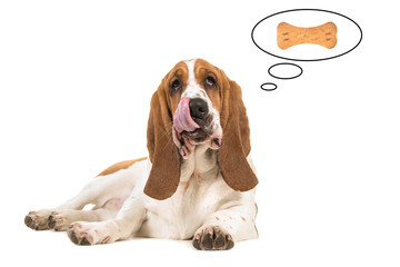 Basset hound lying down with its tongue out of its mouth licking its mouth thinking of a bone shaped cookie in a thought cartoon balloon