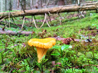 Pfifferling am Waldboden