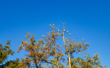 Birds on a dried branch
