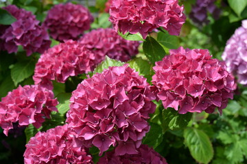 Gartenhortensie in Mainau