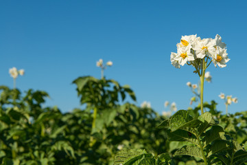 Blooming potatoe flower in a field of potatoe plants on a blue sky with space for copy