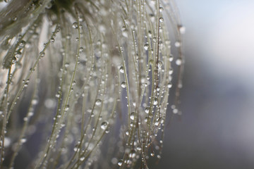 Raindrops on the details of a plant, abstract background, macro.