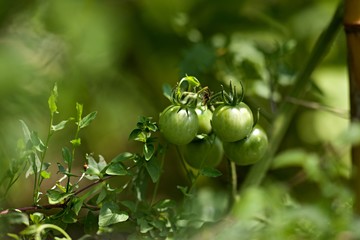 Tomates