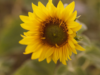 Obraz premium Sonnenblume