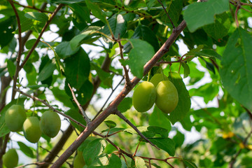 Green unripe apricots on a tree branch in a garden.
