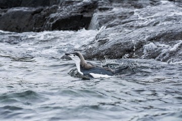 jeune manchot  à jugulaire antarctique